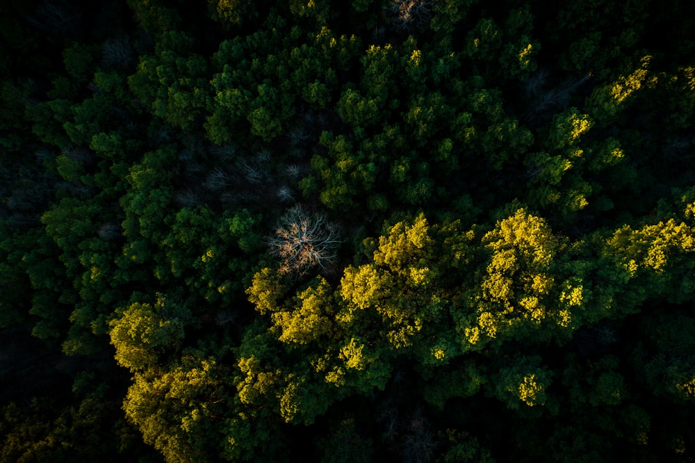 photo grand angle d’arbres verts