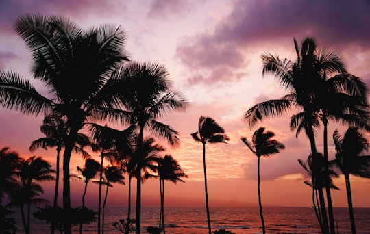 silhouette of coconut trees in Maui County United States