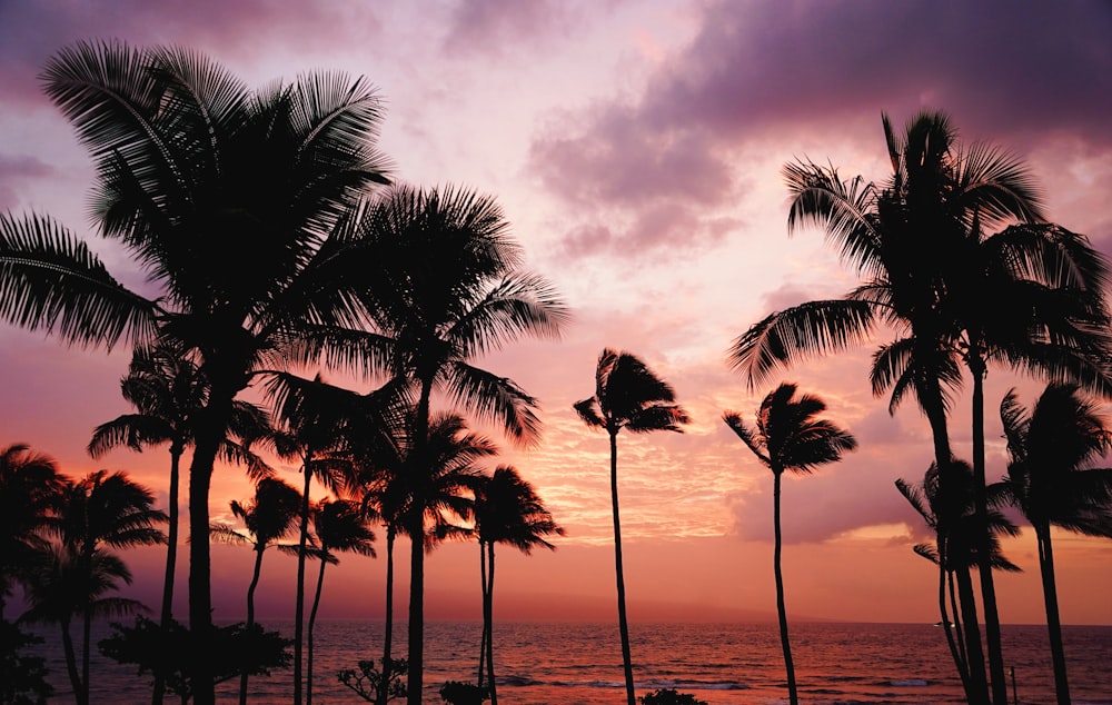 silhouette of coconut trees