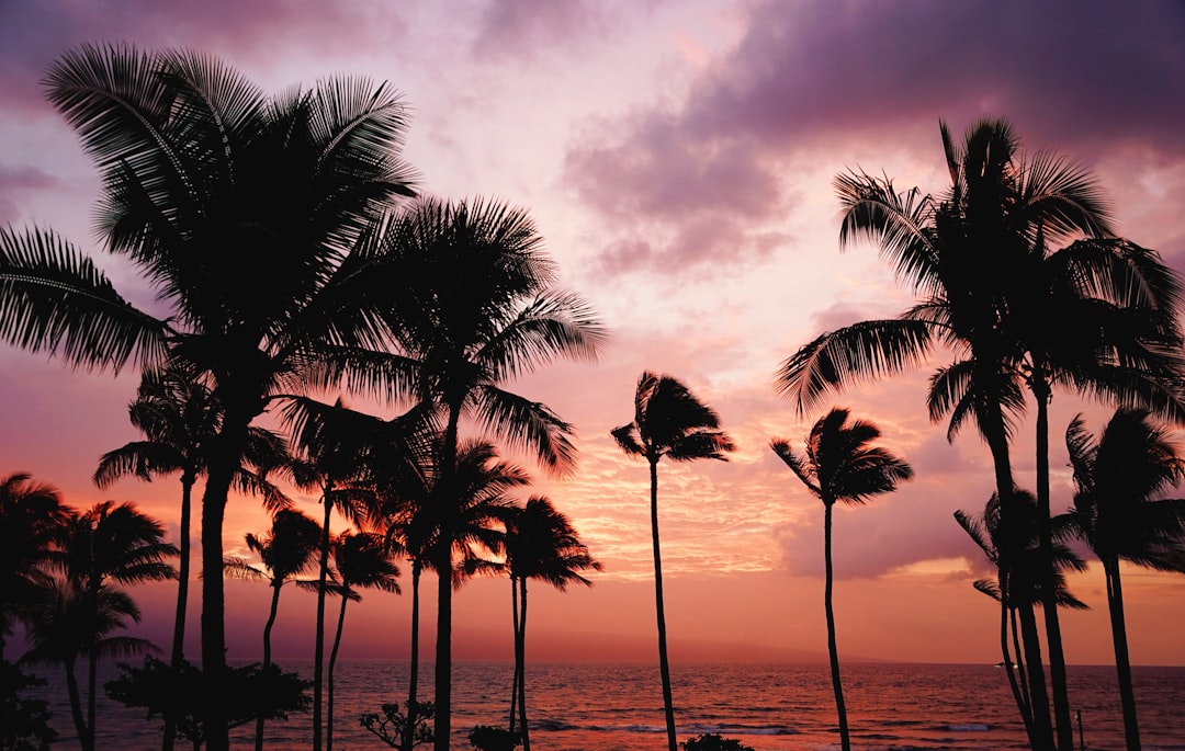 silhouette of coconut trees, Palm trees and the ocean