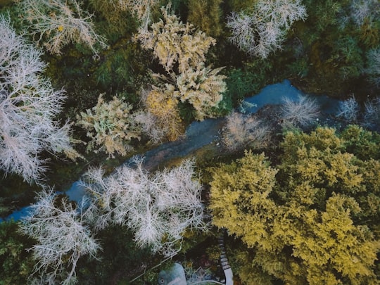 bird's eye view photo of river flow between tall trees during daytime in Lafayette United States