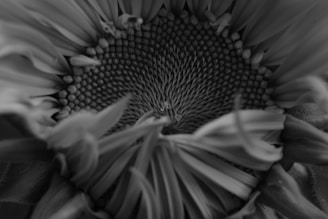 An abstract, edgy shot of a sunflower's center, emphasizing texture and form in stark black and yellow.