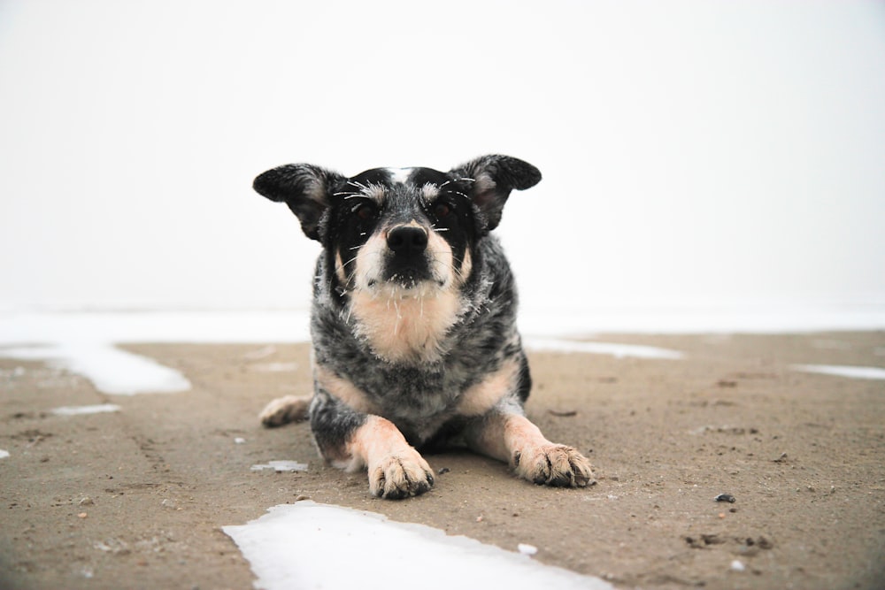 昼間、茶色の砂の上に横たわっている黒と白の短いコートの犬