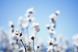 shallow focus photography of flower