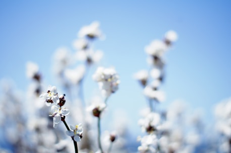 shallow focus photography of flower