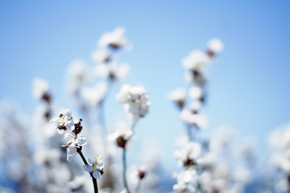 fotografia a fuoco superficiale di un fiore