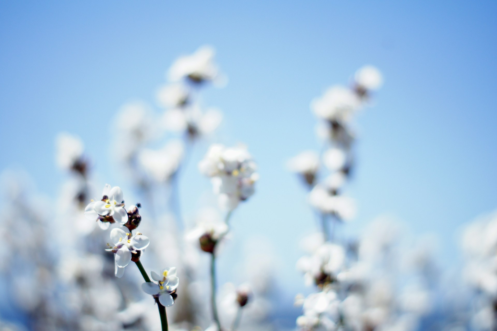 shallow focus photography of flower