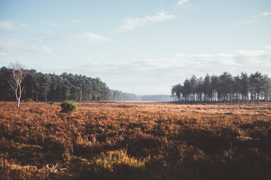 green leafed trees under cloudy sky in New Forest District United Kingdom