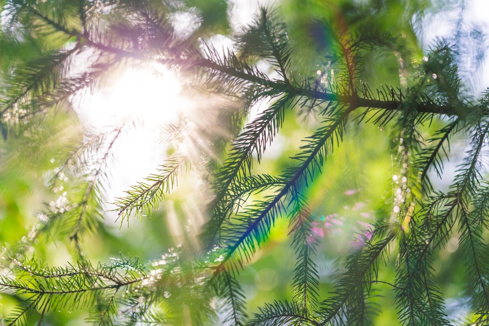 closeup photo of green fern