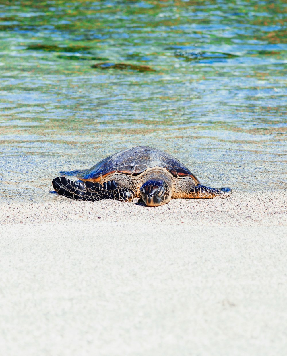 tortuga marrón a la orilla del mar