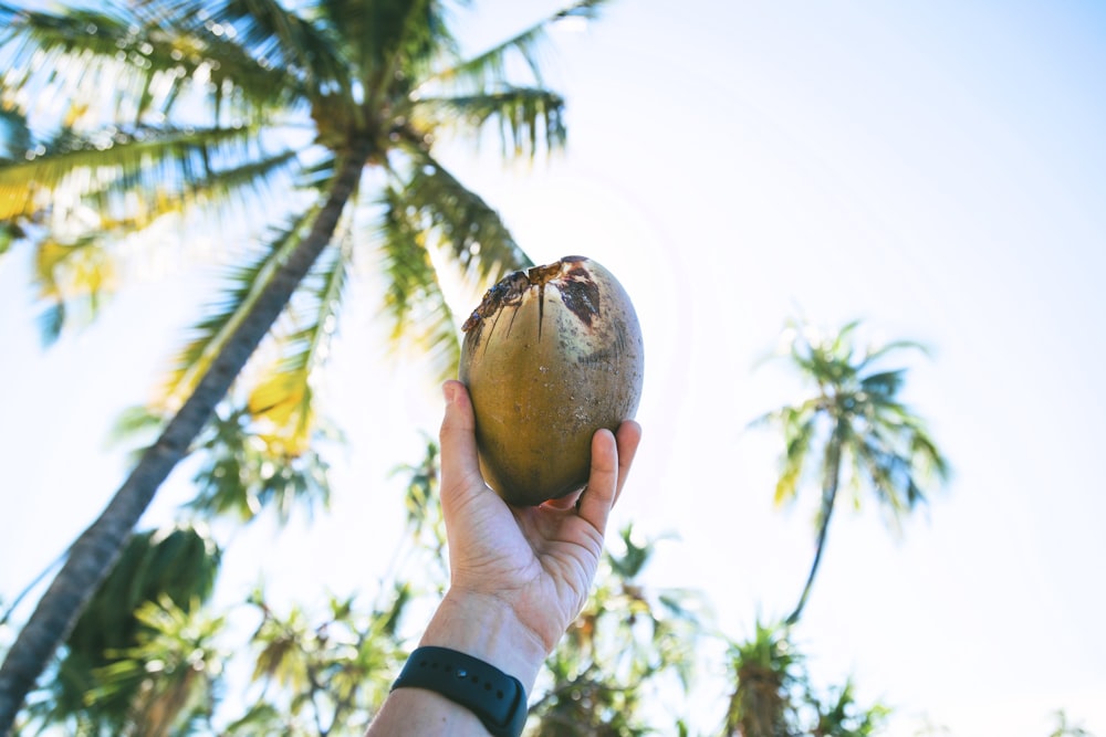 Persona che tiene in mano il frutto della noce di cocco