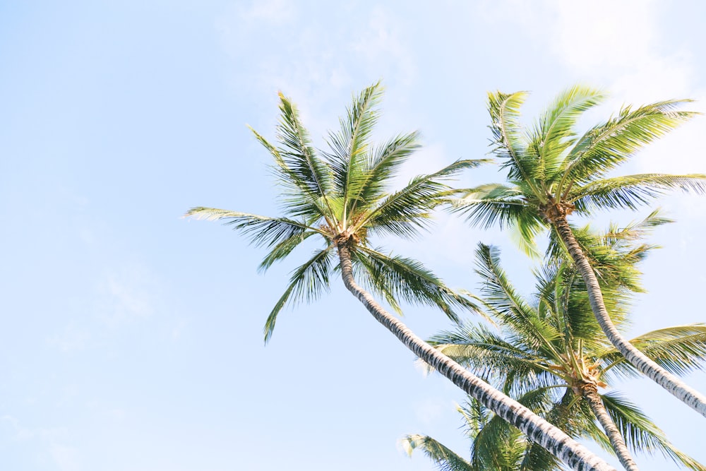 green coconut trees during daytime