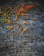 green leafed plant on wall