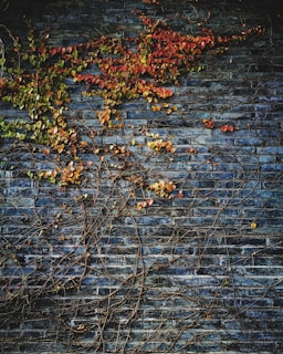 green leafed plant on wall