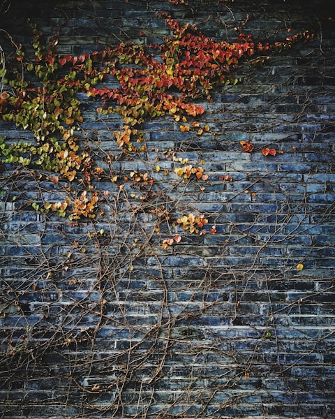 green leafed plant on wall
