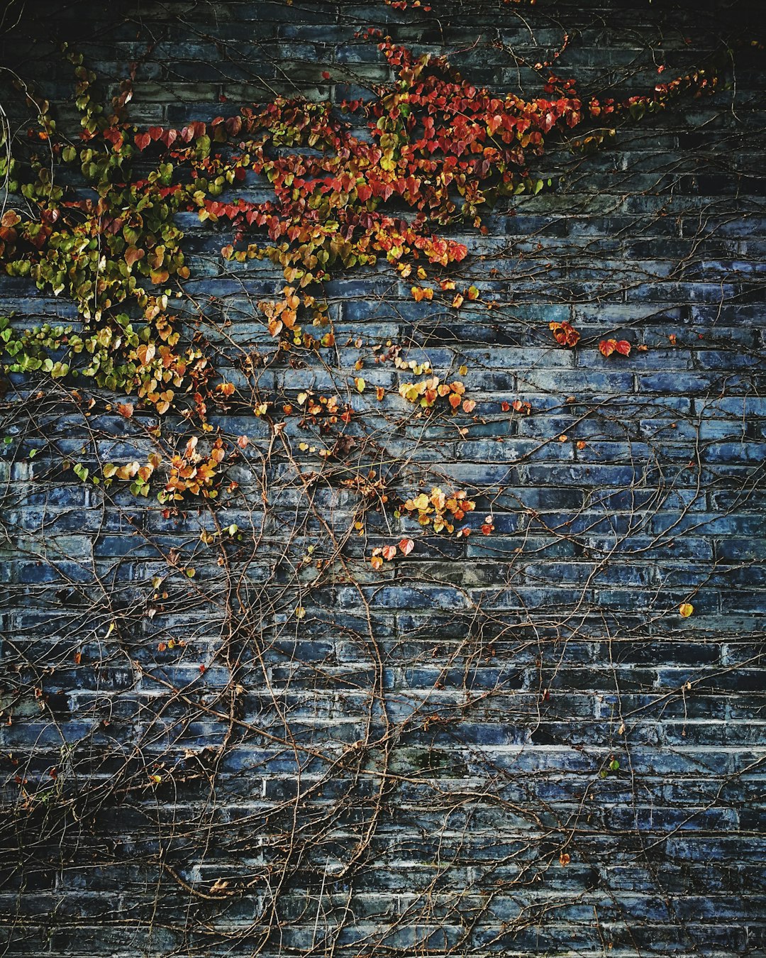 green leafed plant on wall