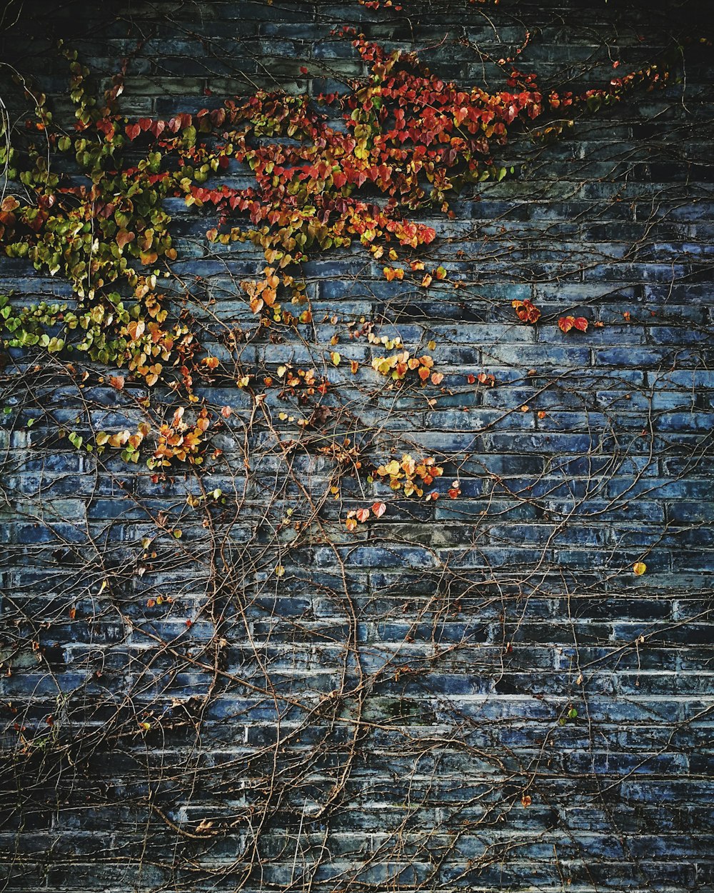 grün belaubte Pflanze an der Wand