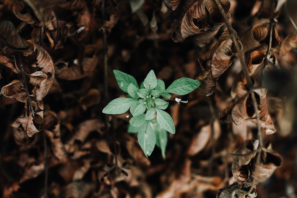 green plant