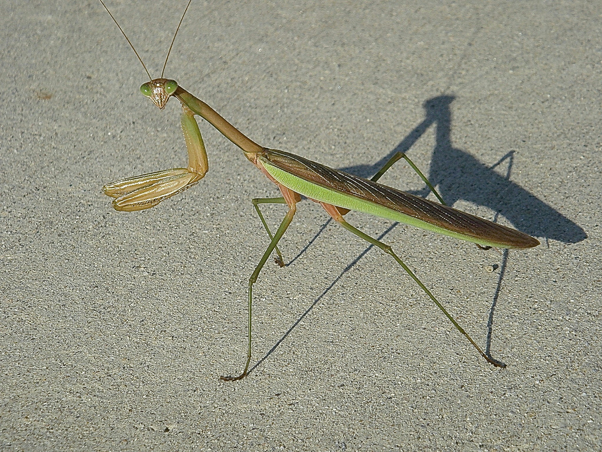 Free Unsplash photo from Jd Dworkow