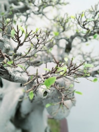 A close-up view of a bonsai tree featuring intricate branches with a few fresh green leaves. The background is softly blurred, emphasizing the delicate textures and patterns of the tree's bark and foliage.