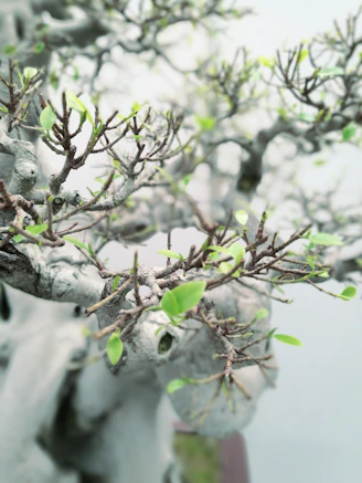 A close-up photo of a beautifully crafted bonsai tree with intricate roots exposed.