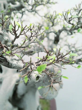 Close-up of a bonsai tree with delicate branches and textured bark, set against a backdrop of smooth river stones.
