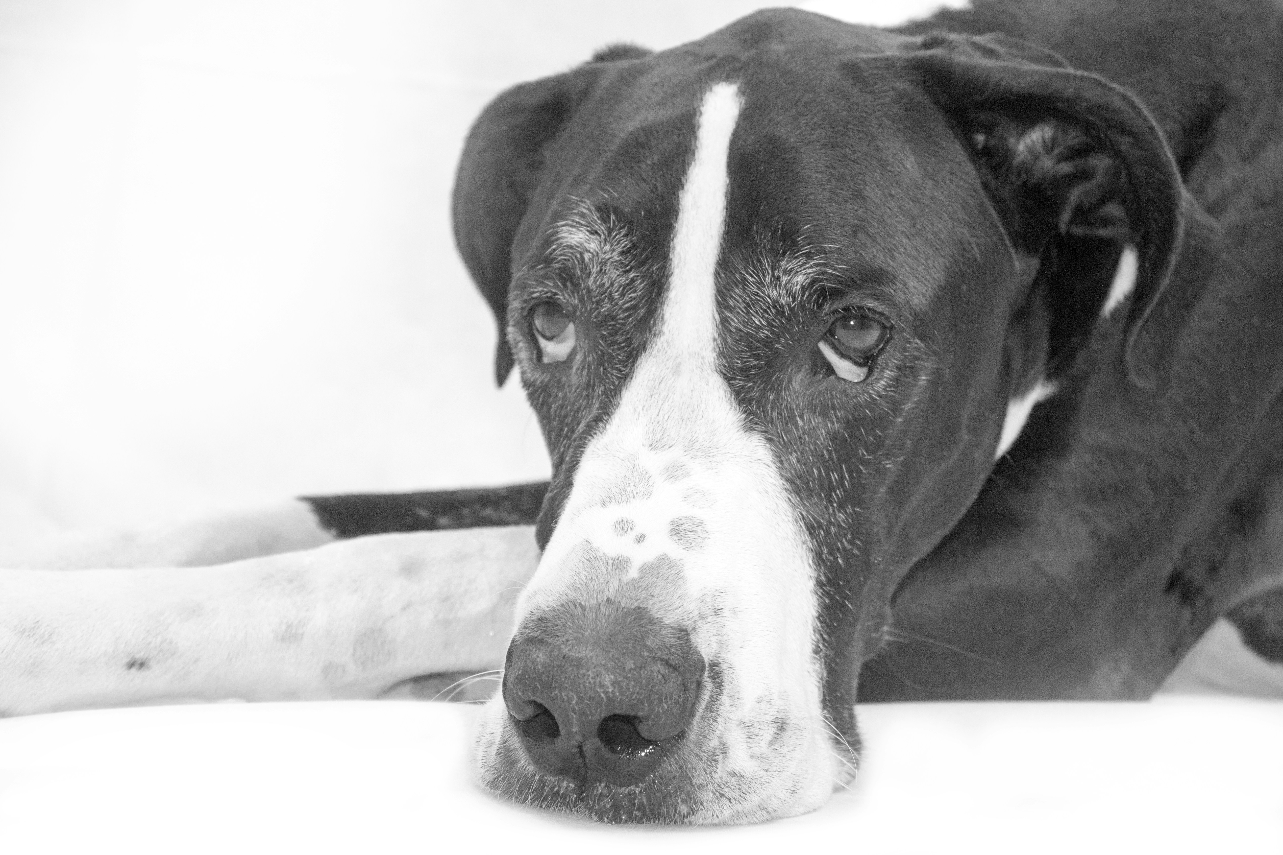 Free Unsplash photo from Laurie Desilets Gouley