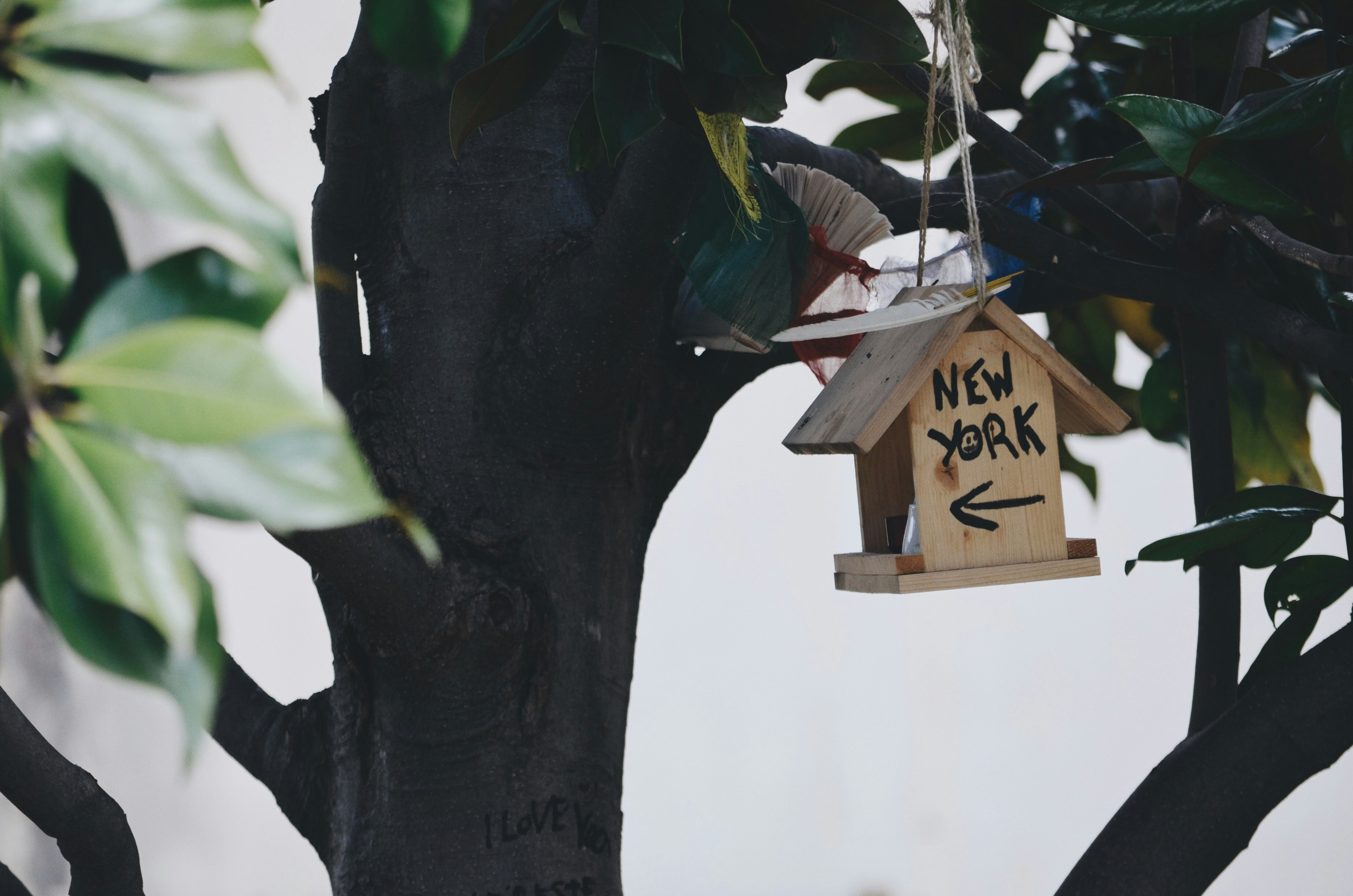 Птицы во франции