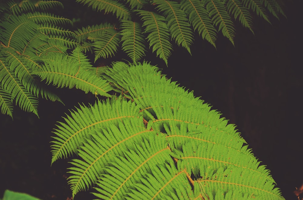 foto de closeup da árvore de folhas verdes