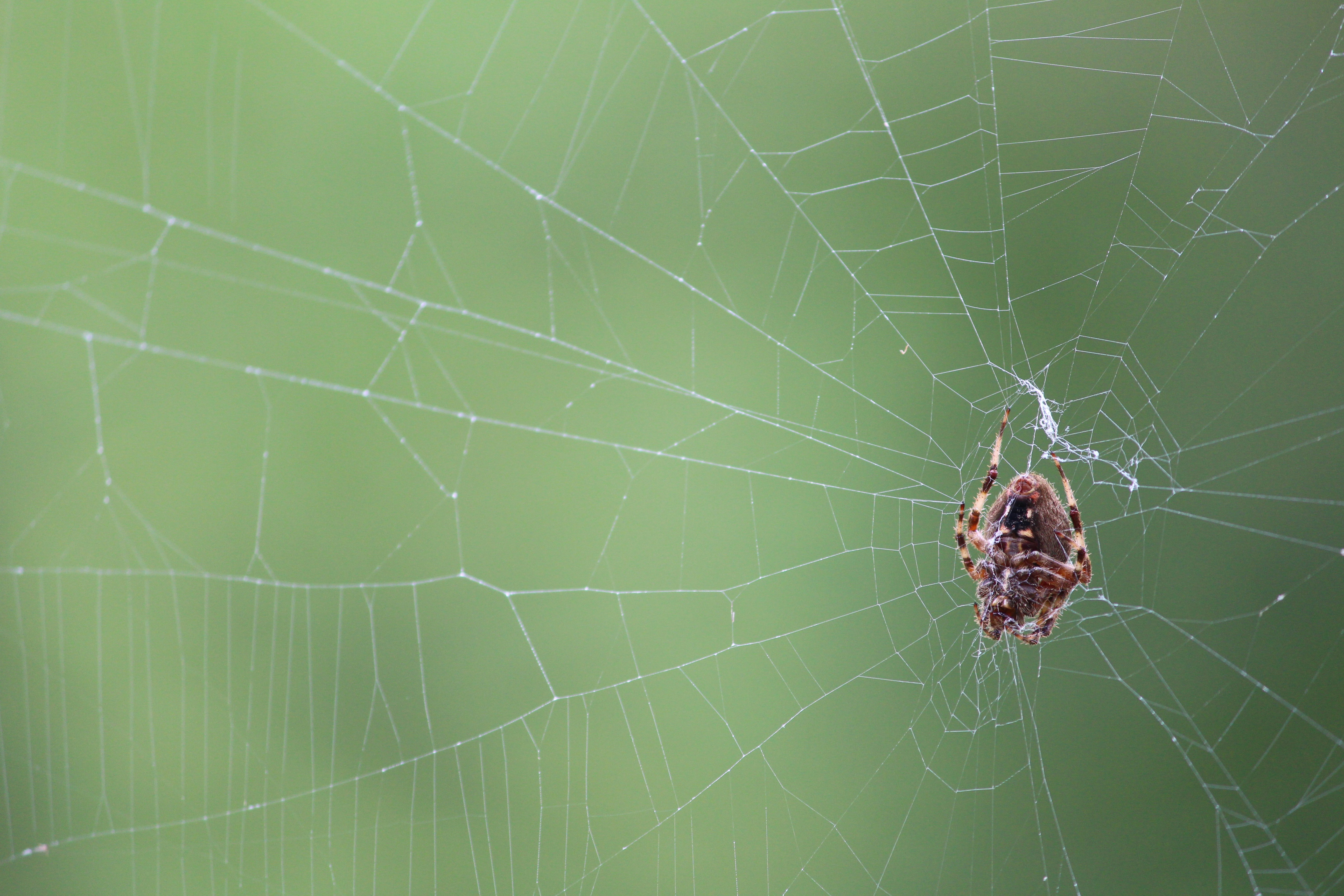 Free Unsplash photo from Jacob Ducey