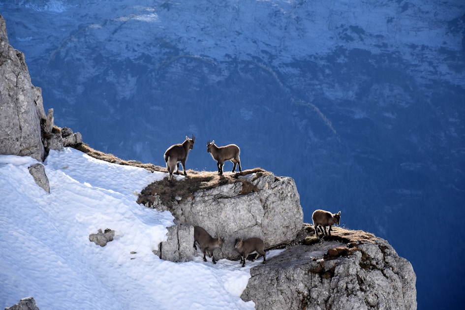 Mountain goat on rocky alpine terrain above treeline