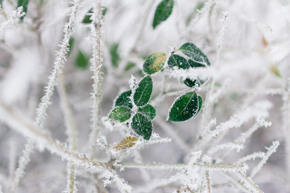 selective focus of frozen leaves
