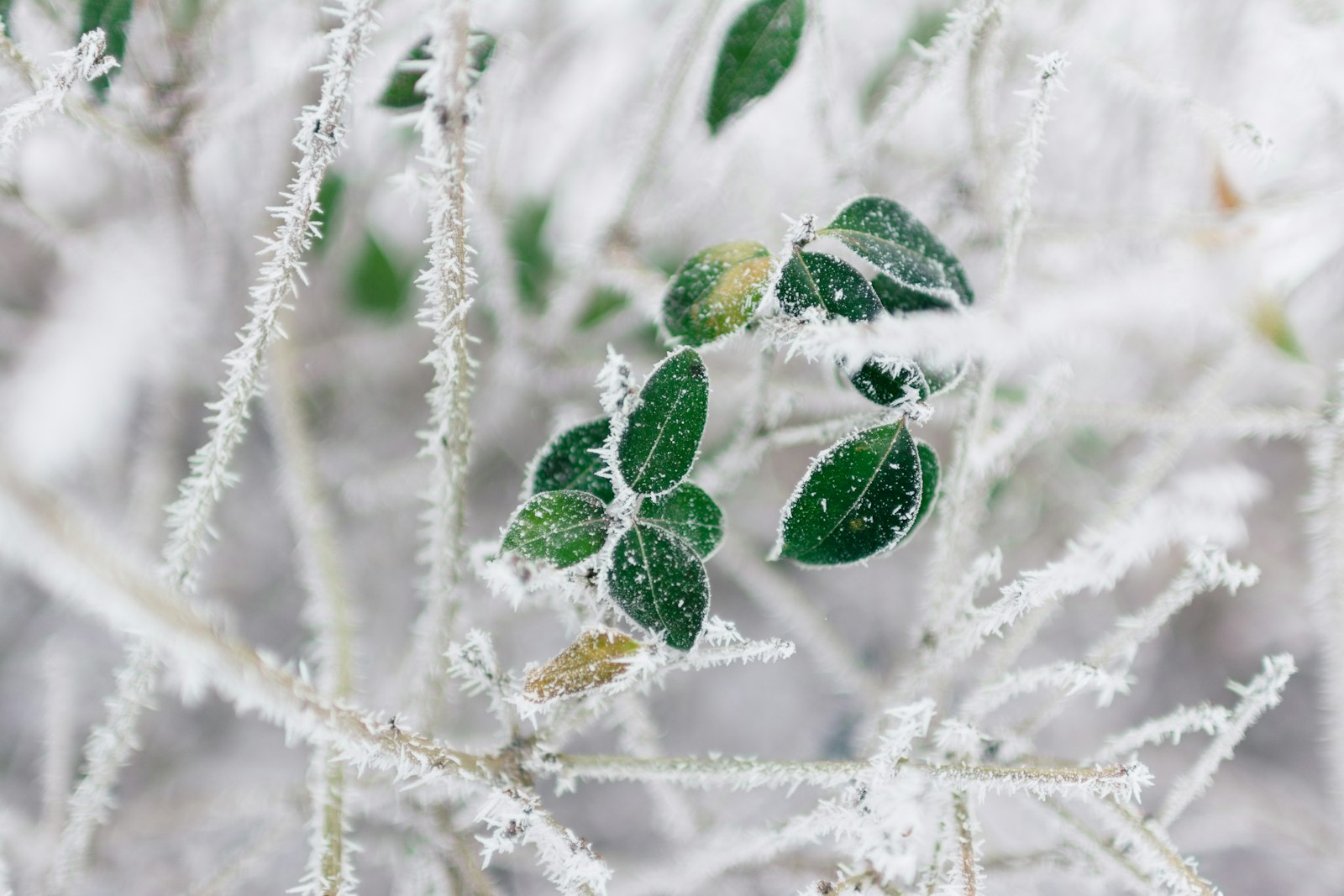 Nikon D5200 + AF-S DX Zoom-Nikkor 18-55mm f/3.5-5.6G ED sample photo. Selective focus of frozen photography