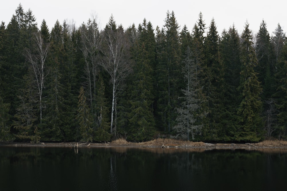 landscape photography of green leafed trees beside body of water under cloudy sky