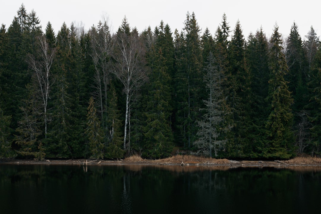 Forest photo spot Gunnita Karlstad