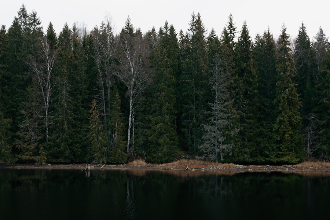 Forest photo spot Gunnita Sweden