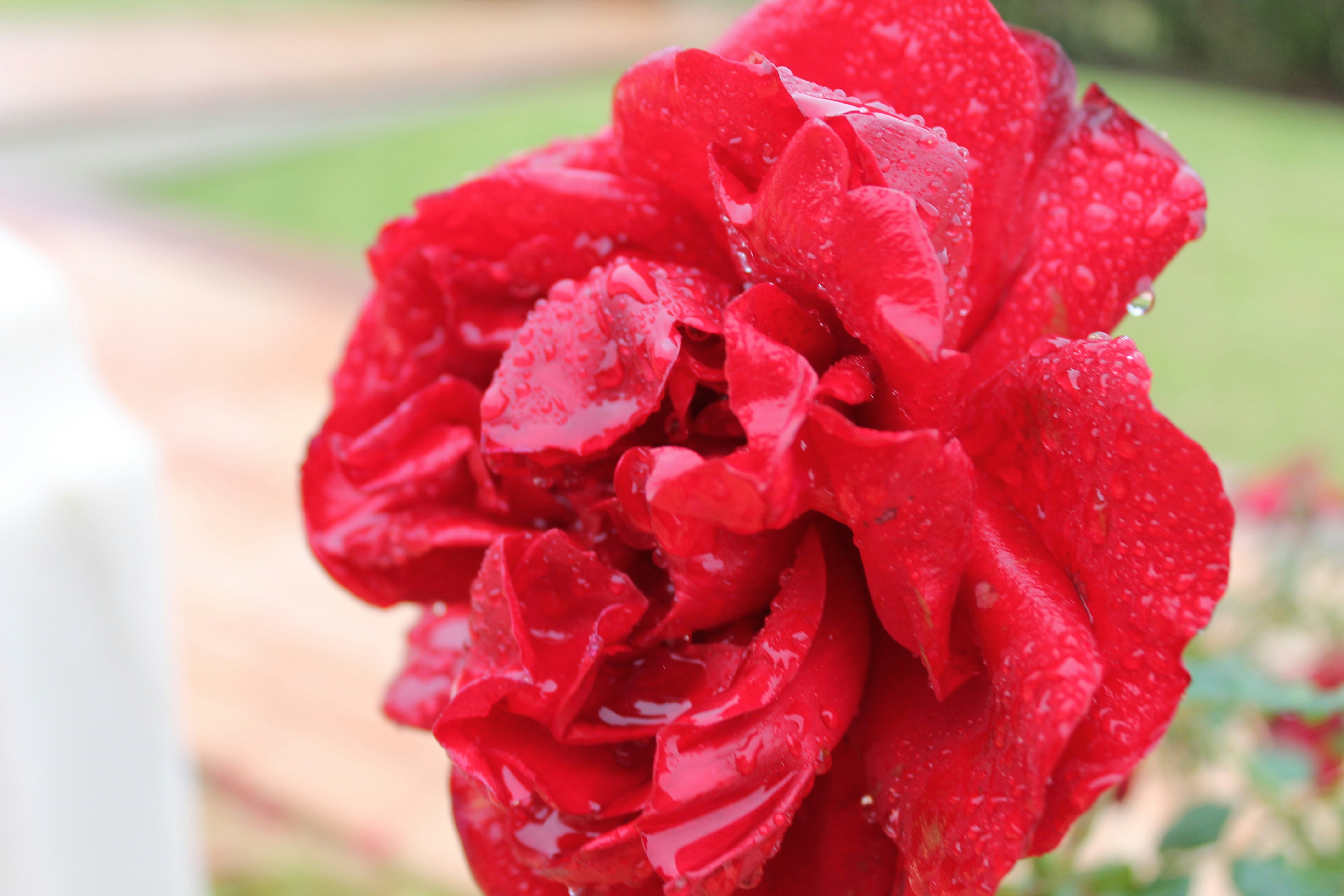 Free Unsplash photo from Kori Archer