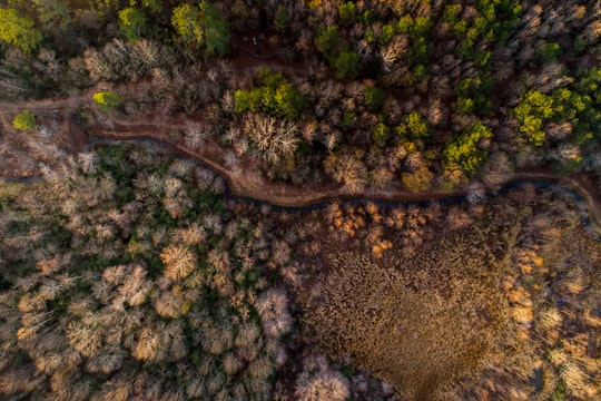 bird's eye view photo of pathway between tall trees in Guntersville United States