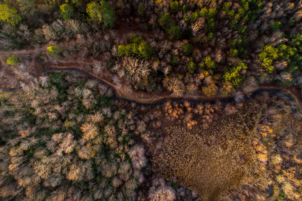 bird's eye view photo of pathway between tall trees