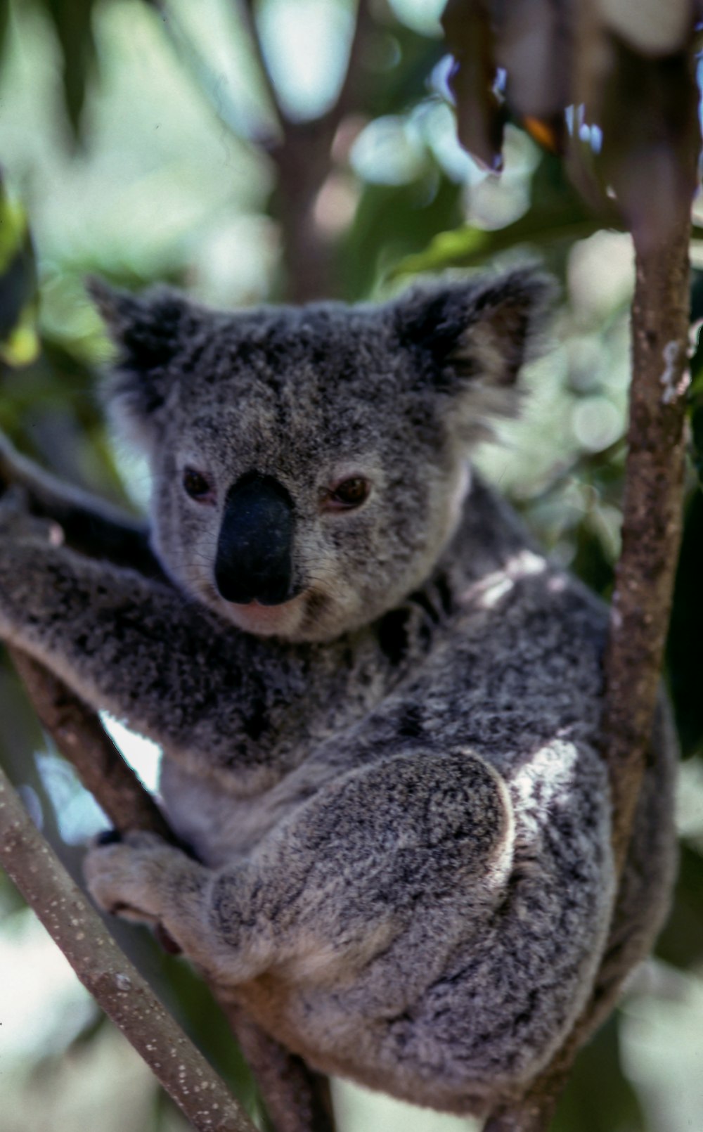orso koala grigio