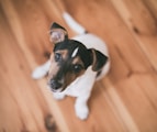 shallow focus photography of short-coated white and brown puppy