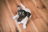 shallow focus photography of short-coated white and brown puppy