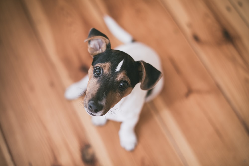 fotografia de foco raso de filhote de cachorro branco e marrom de pelagem curta