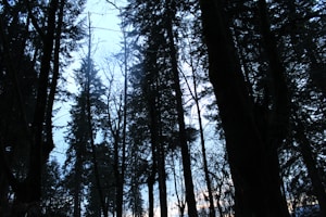 Whispers at Twilight