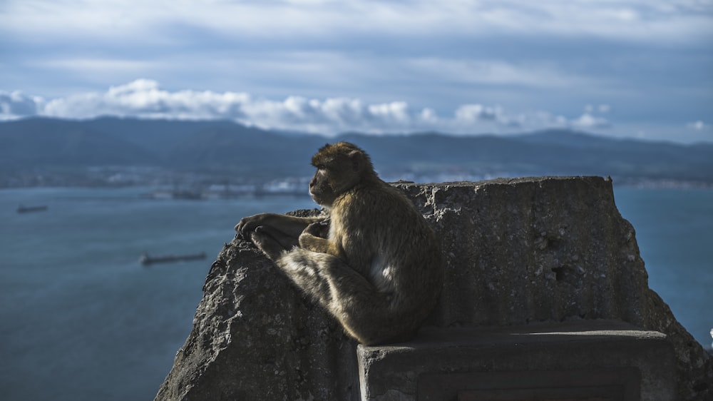 brown monkey sitting on rock formation near body of water under cloudy sky