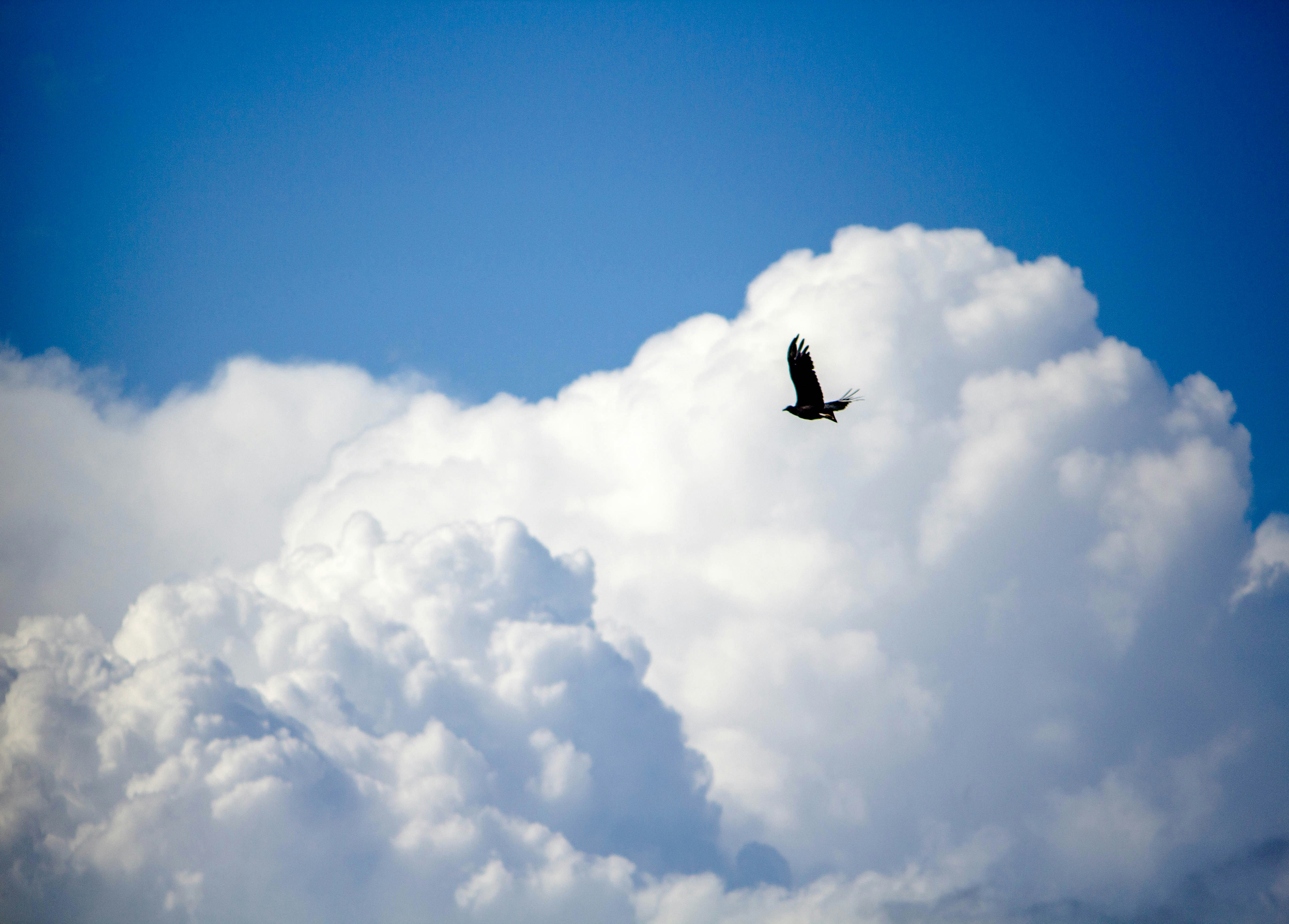 Free Unsplash photo from Mateus Andrade