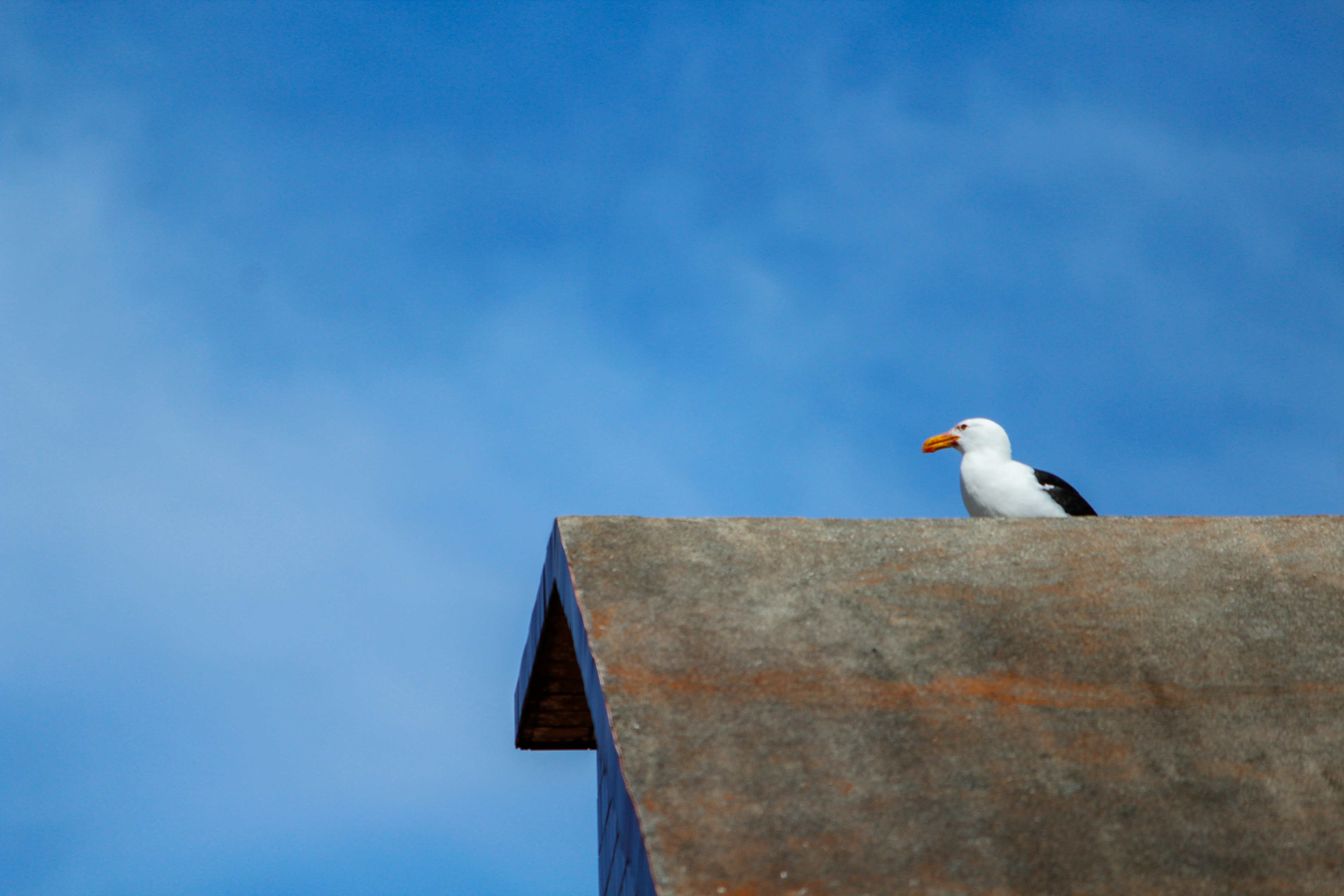 Free Unsplash photo from Mateus Andrade