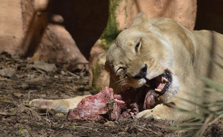 Exploring the Carnivore Diet in Panama