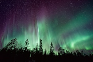silhouette of trees near Aurora Borealis at night