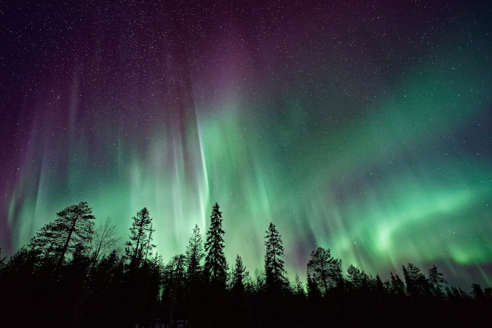 silueta de árboles cerca de la aurora boreal por la noche